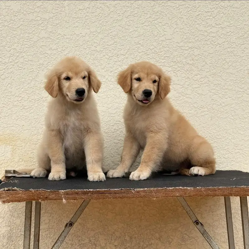 AMERICAN GOLDEN RETRIVER PUPPIES AVAILABLE FOR SALE