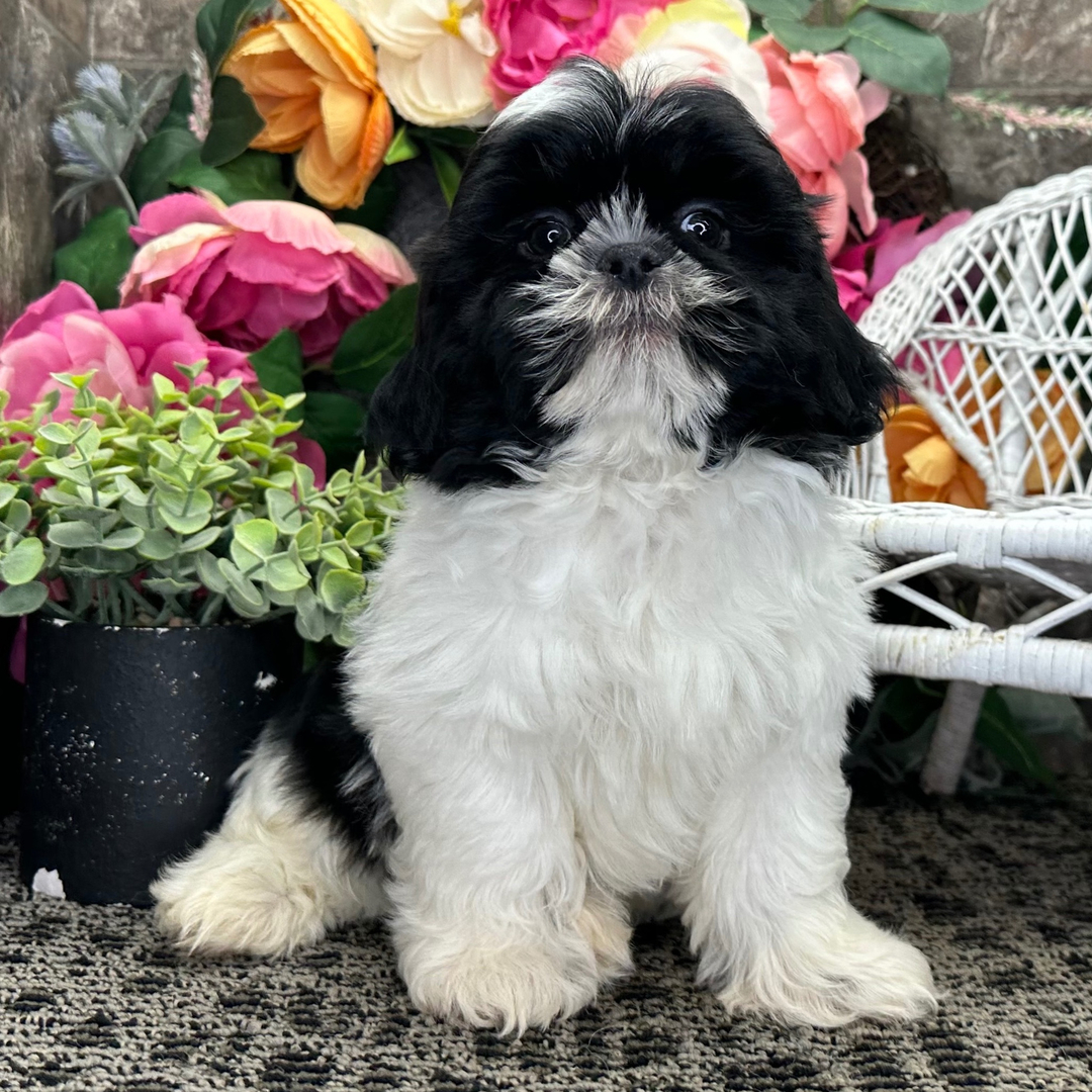 3 Months Old Shih Tzu Puppy Available for Sale