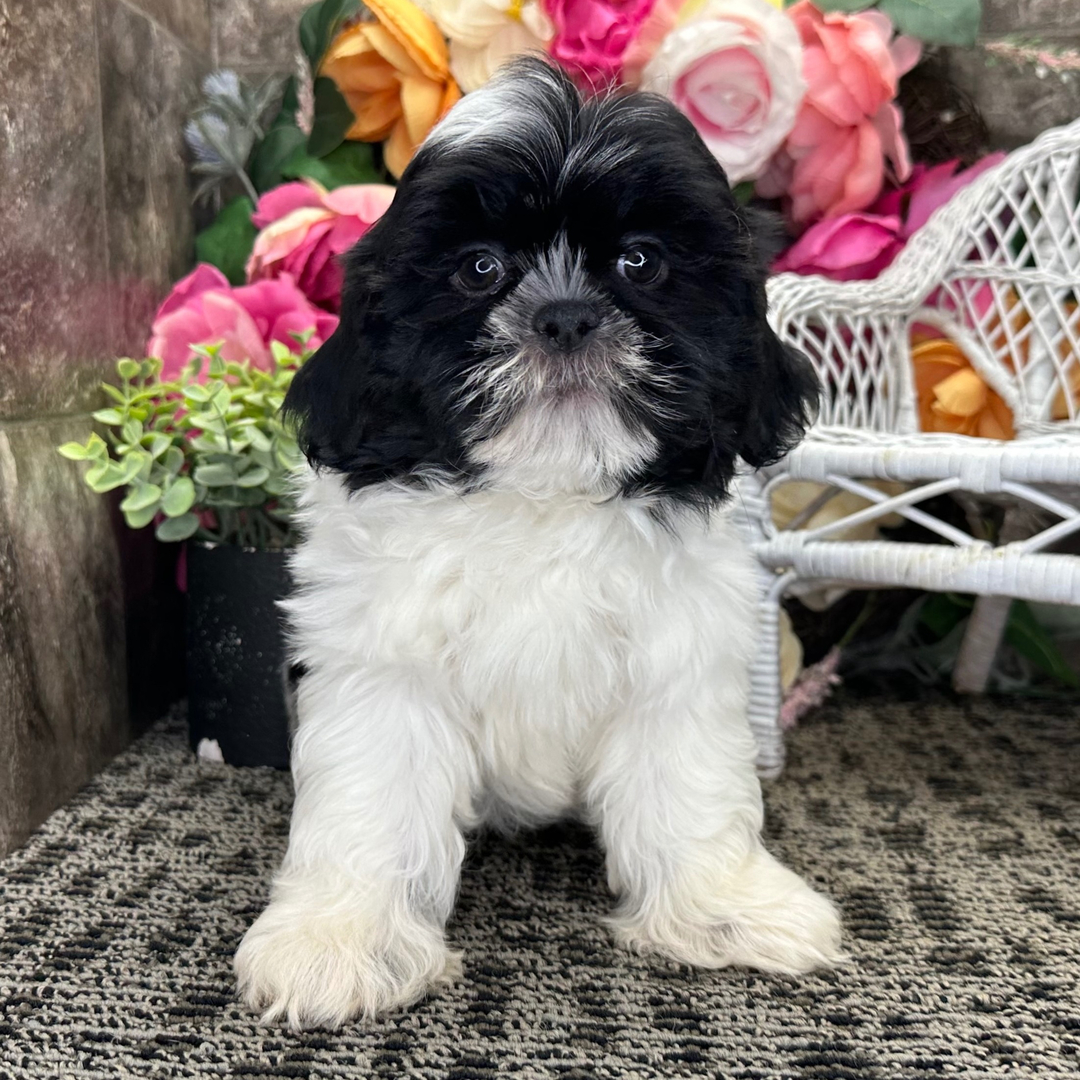 3 Months Old Shih Tzu Puppy Available for Sale