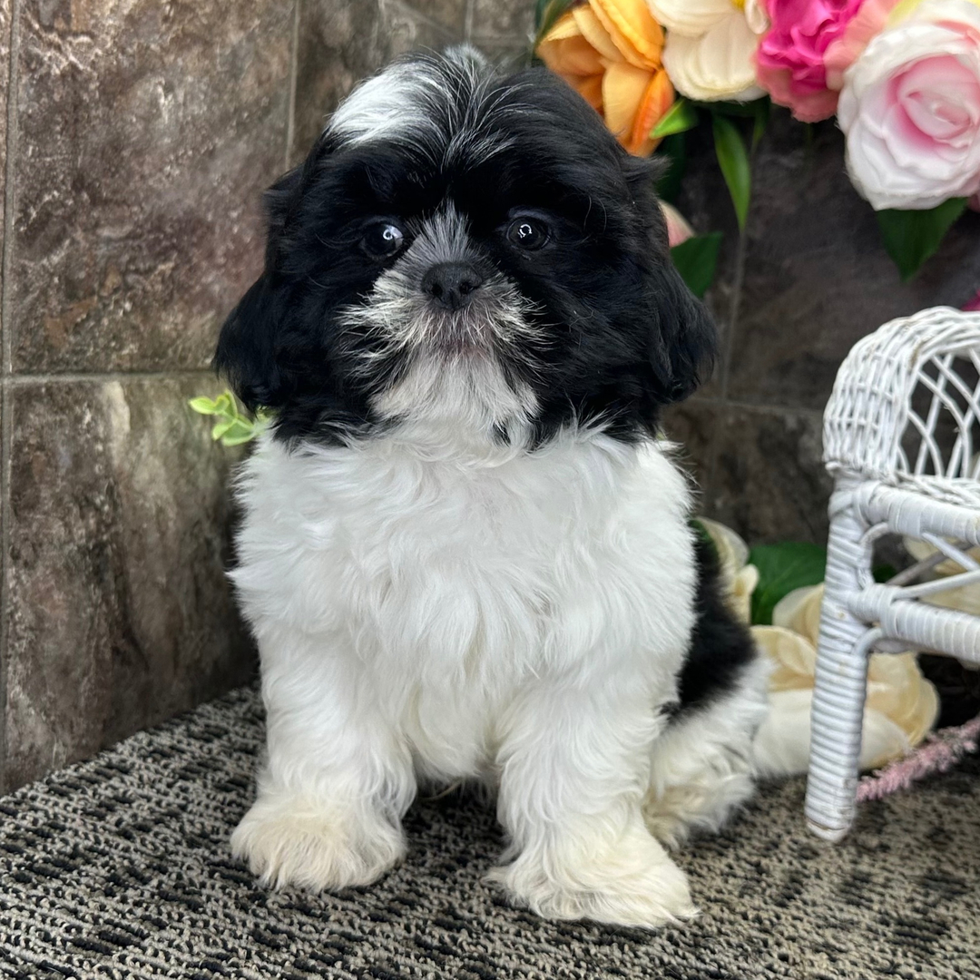 3 Months Old Shih Tzu Puppy Available for Sale