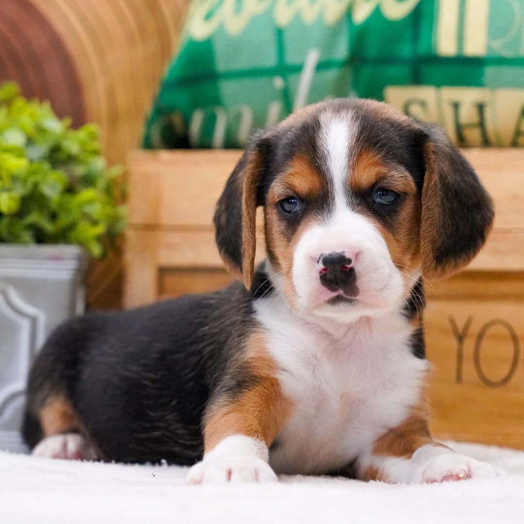 2 Months Old Beagle Puppy Available for Sale