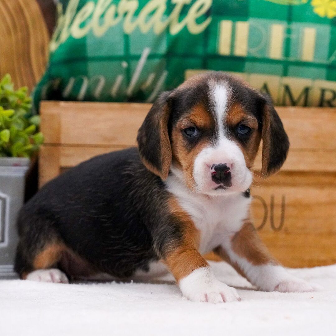 2 Months Old Beagle Puppy Available for Sale