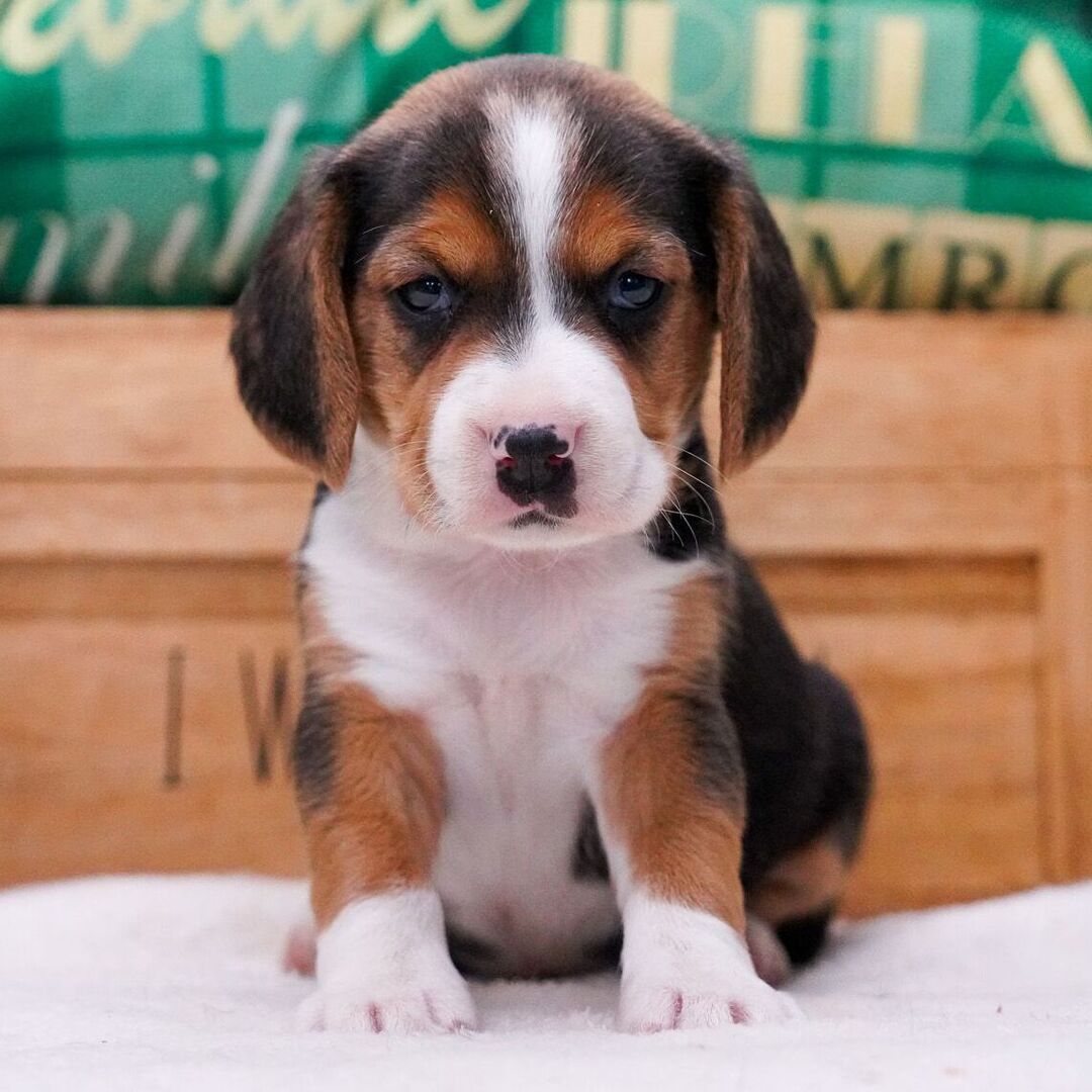 2 Months Old Beagle Puppy Available for Sale