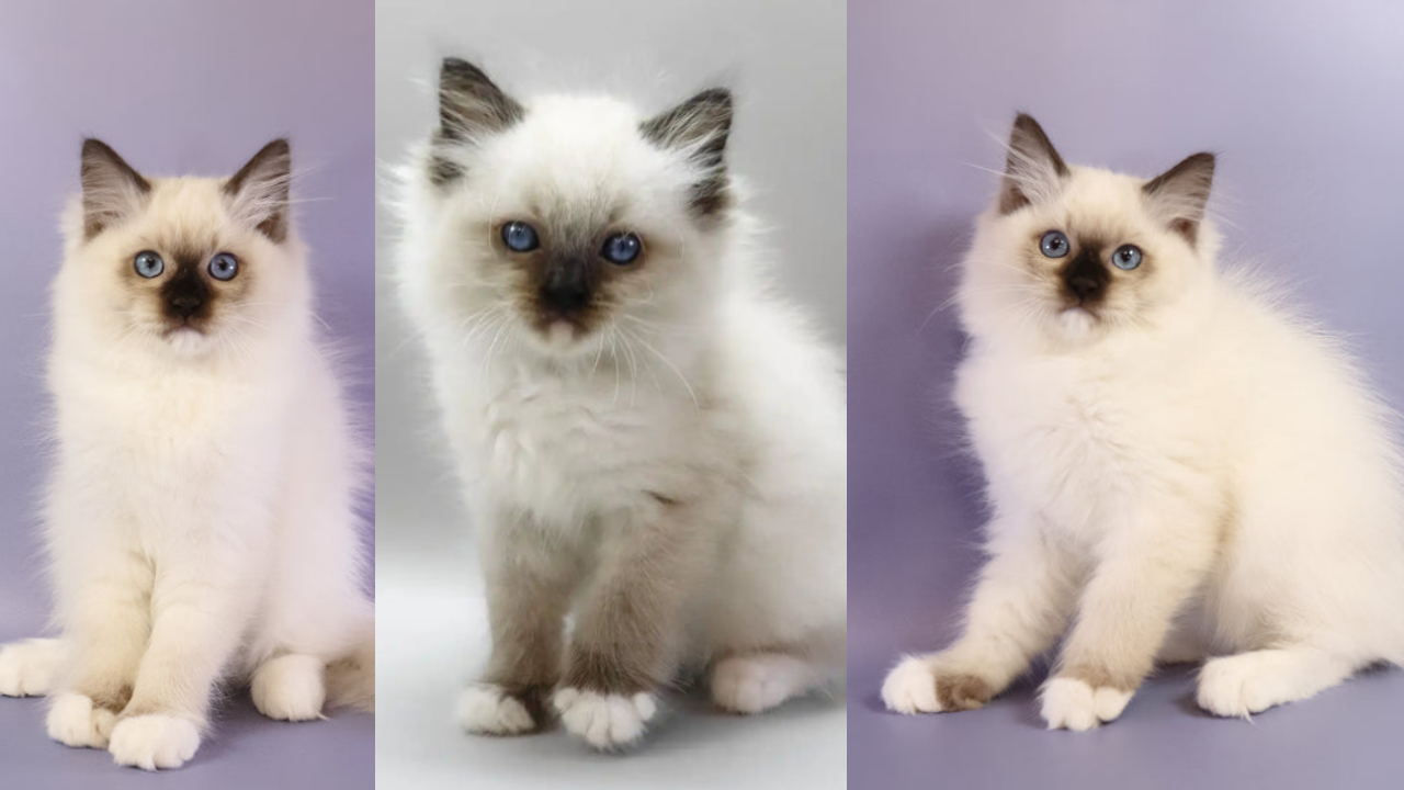 Adorable Ragdoll Kitten Available for Adoption