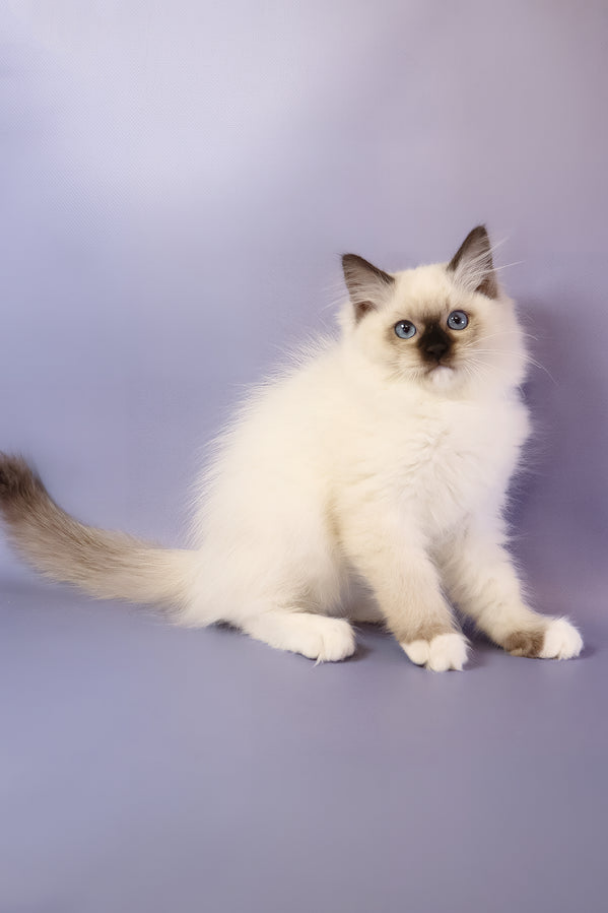 Adorable Ragdoll Kitten Available for Adoption