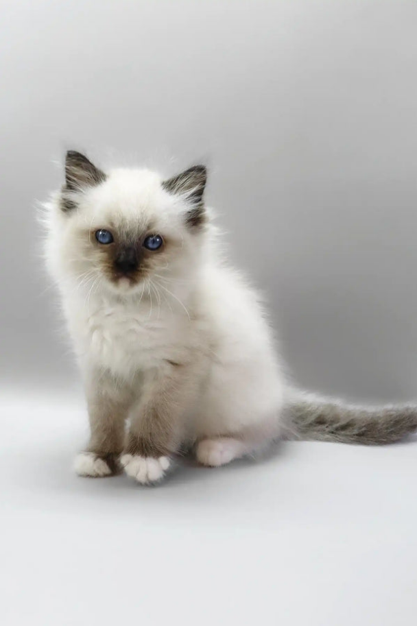 Adorable Ragdoll Kitten Available for Adoption