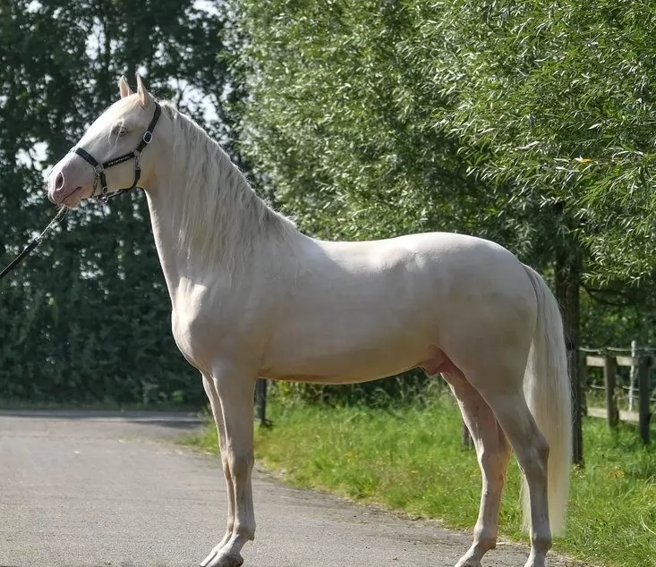 Palomino Stallion