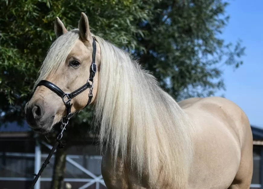 Palomino Stallion