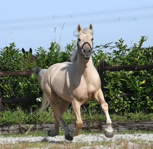Palomino Stallion