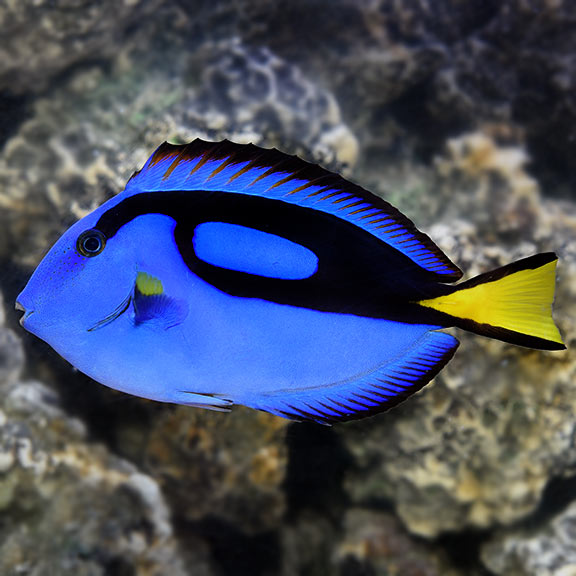 Large Size Blue Tang Fish Wanted