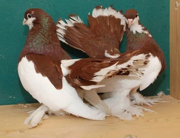 Fantail Pigeons Available for Sale