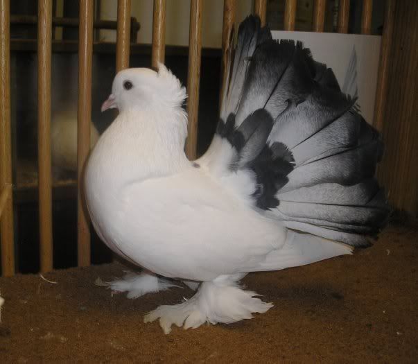 Fantail Pigeons Available for Sale