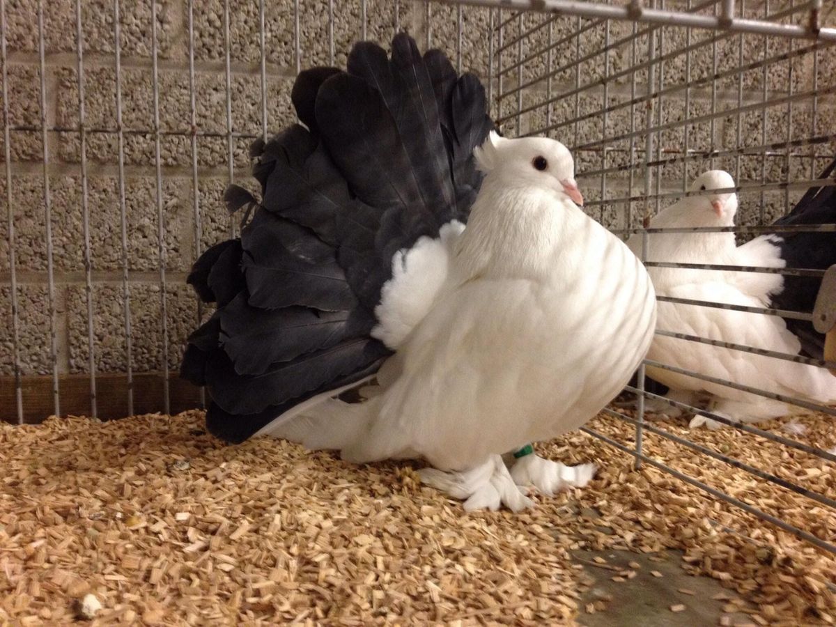 Fantail Pigeons Available for Sale