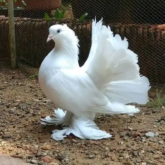 Fantail Pigeons Available for Sale