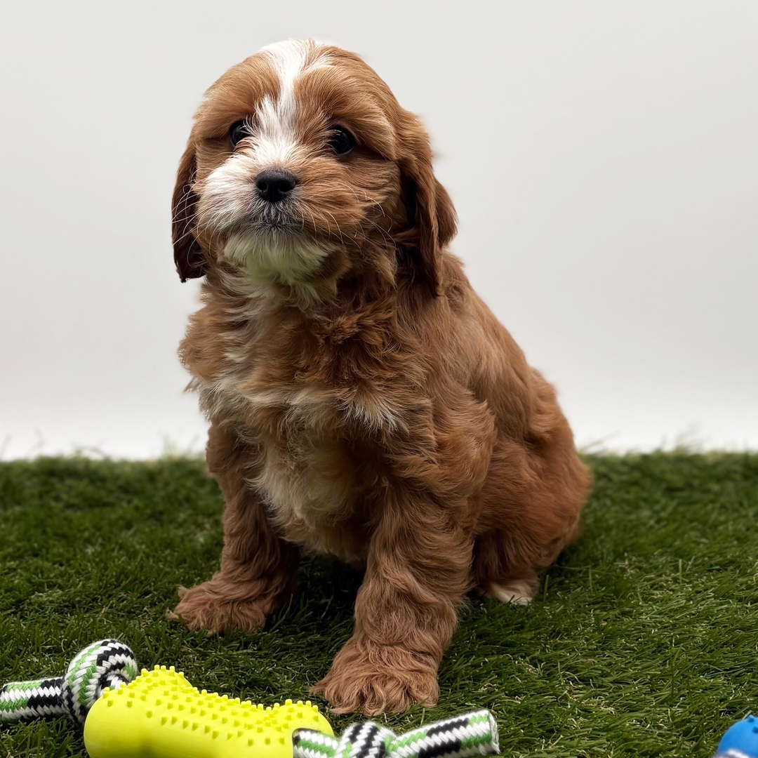 9-Week-Old Female Cavapoo Puppy Available