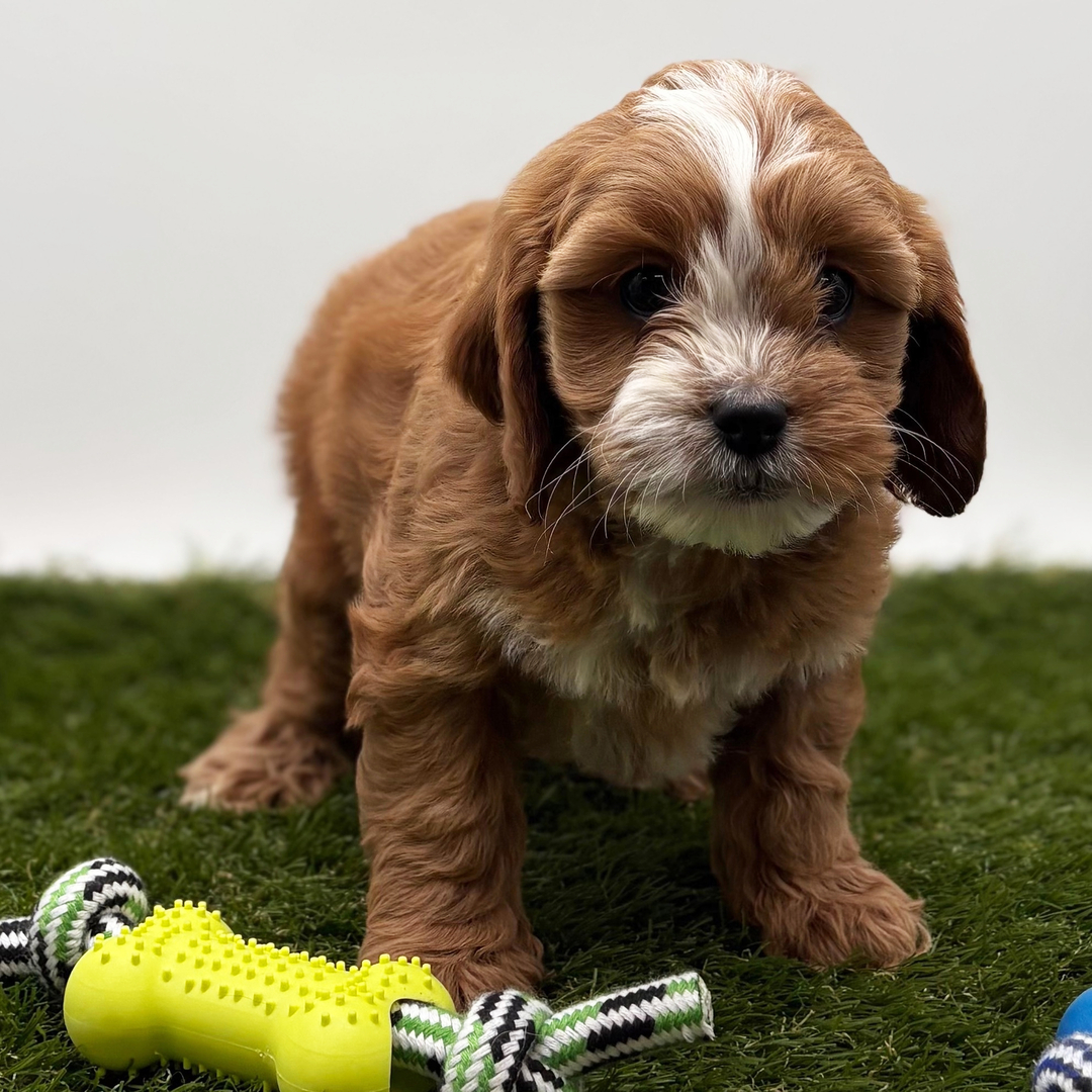 9-Week-Old Female Cavapoo Puppy Available