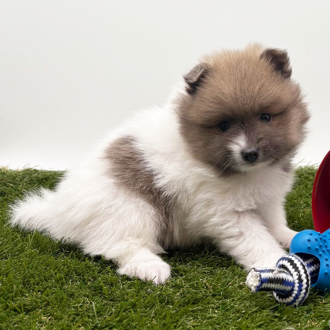 6-Week-Old Male Pomeranian Puppy Available for Sale