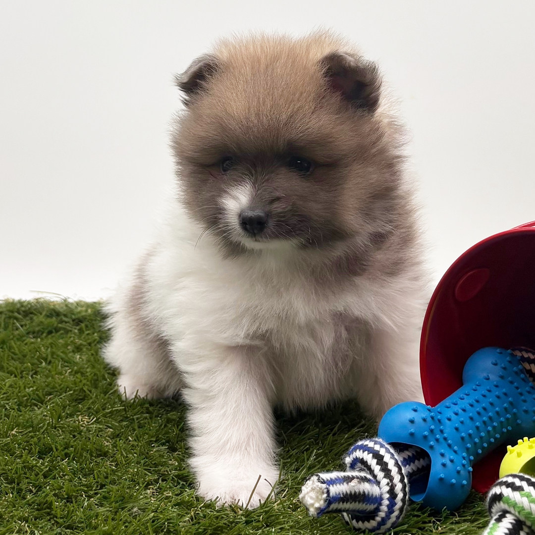 6-Week-Old Male Pomeranian Puppy Available for Sale