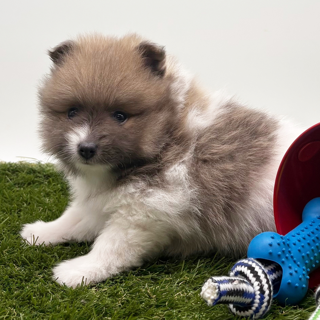 6-Week-Old Male Pomeranian Puppy Available for Sale