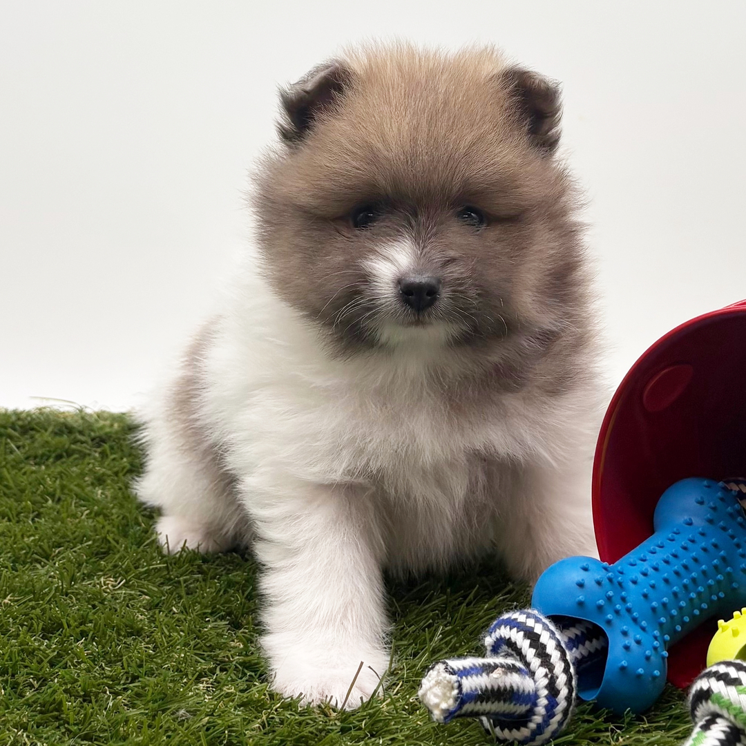 6-Week-Old Male Pomeranian Puppy Available for Sale