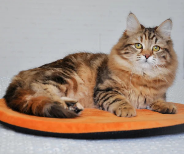 6-Month-Old Female Siberian Cat Kitten Available