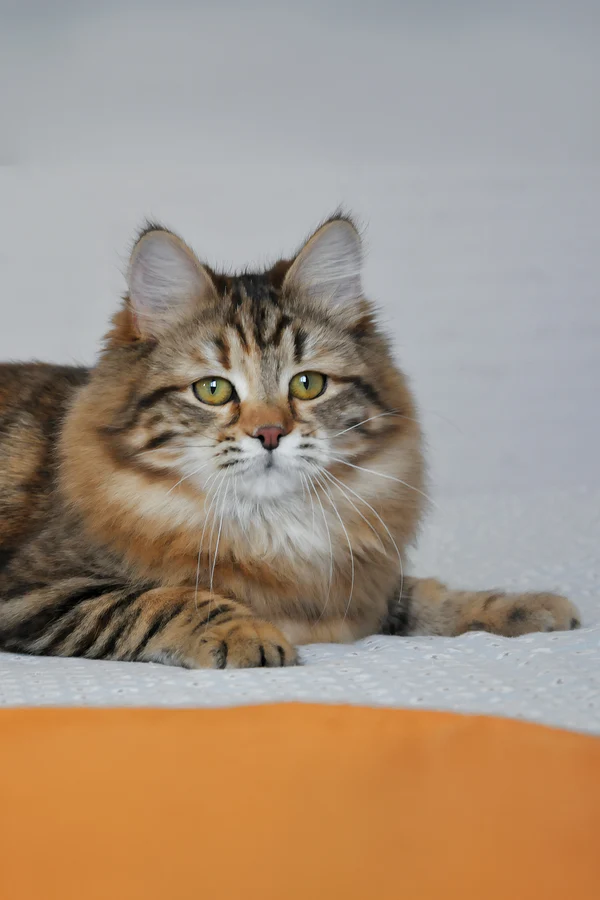 6-Month-Old Female Siberian Cat Kitten Available