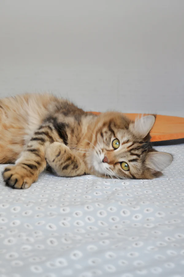 6-Month-Old Female Siberian Cat Kitten Available