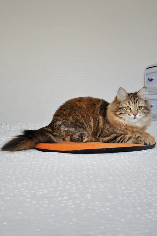 6-Month-Old Female Siberian Cat Kitten Available