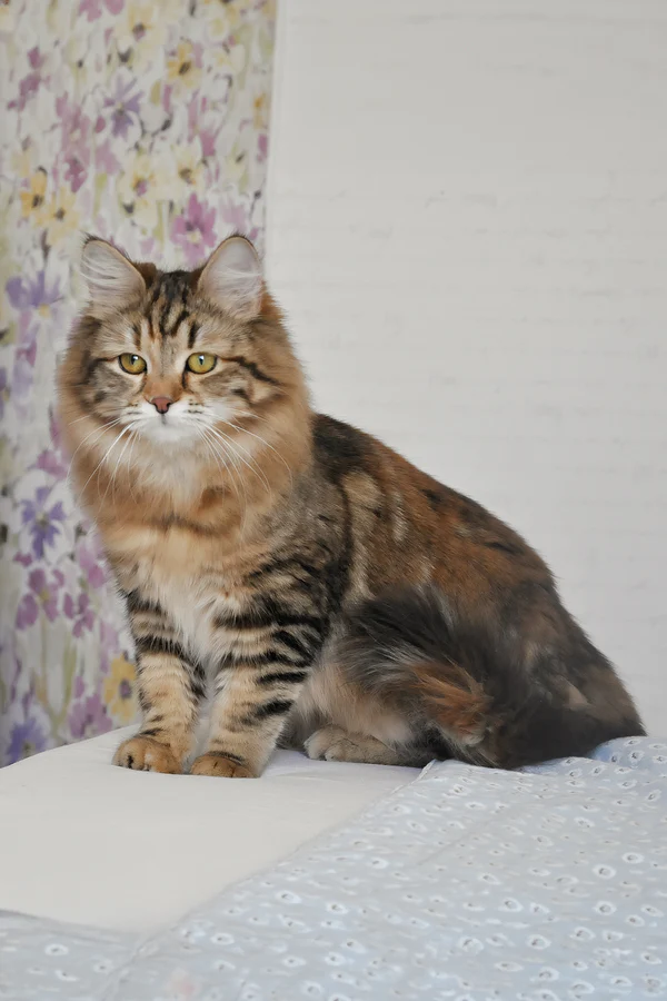6-Month-Old Female Siberian Cat Kitten Available
