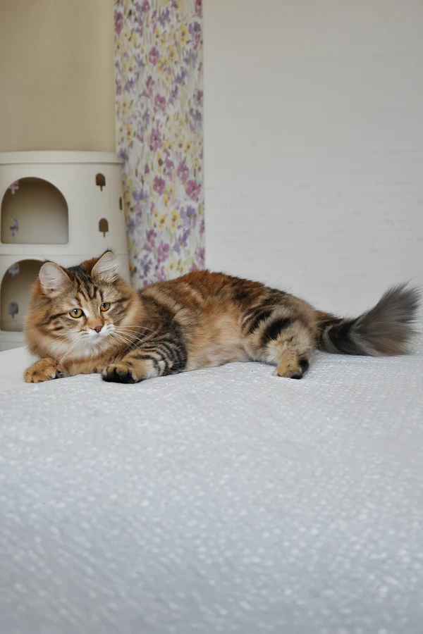 6-Month-Old Female Siberian Cat Kitten Available