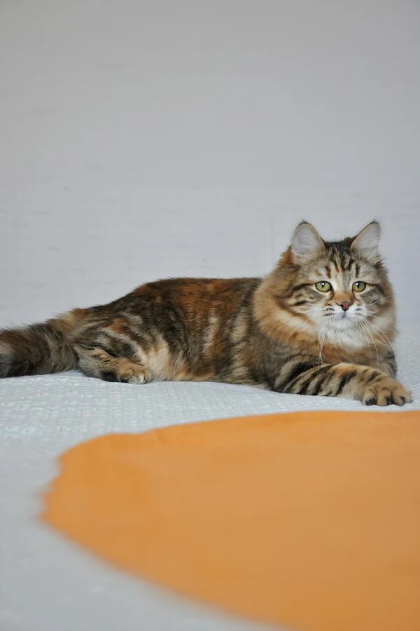 6-Month-Old Female Siberian Cat Kitten Available