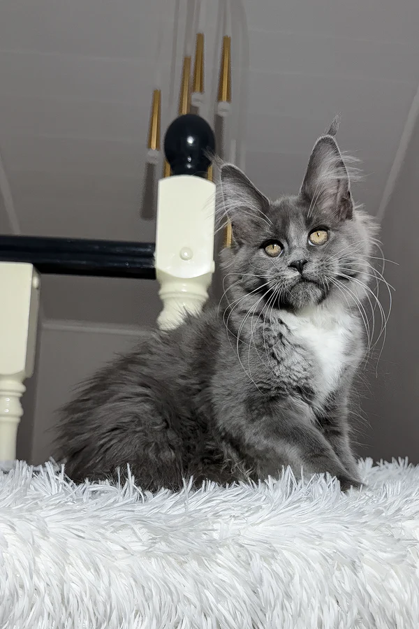 4-Month-Old Maine Coon Kitten Available