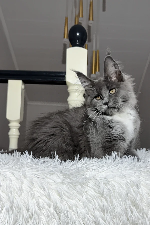 4-Month-Old Maine Coon Kitten Available