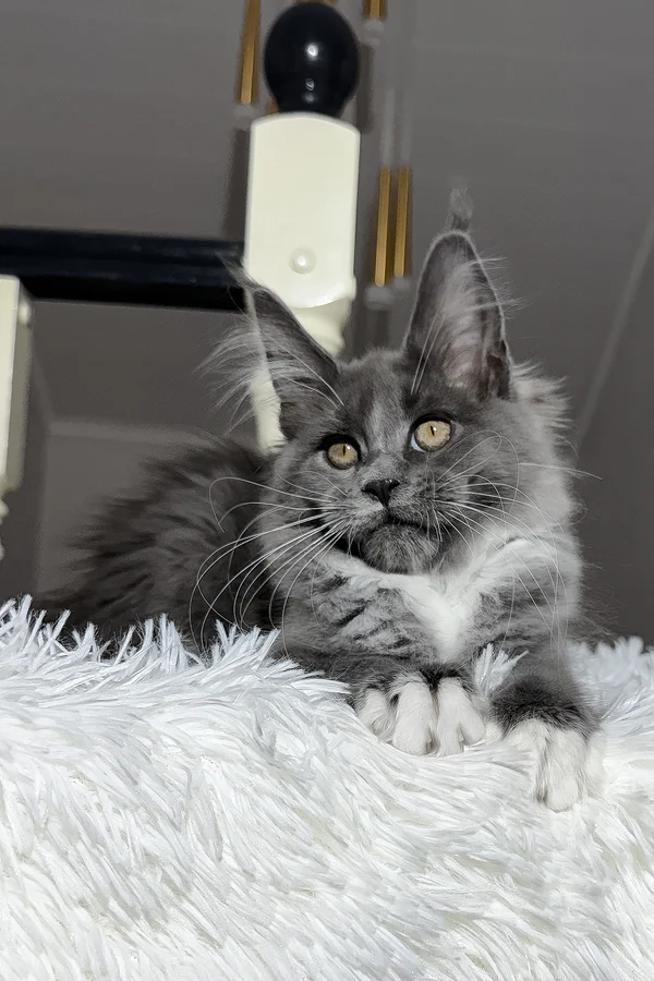4-Month-Old Maine Coon Kitten Available