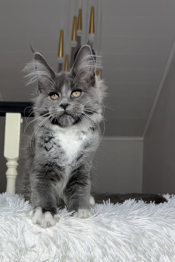 4-Month-Old Maine Coon Kitten Available