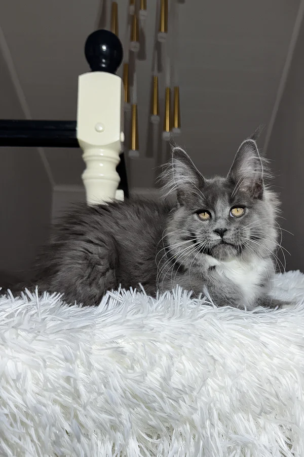 4-Month-Old Maine Coon Kitten Available