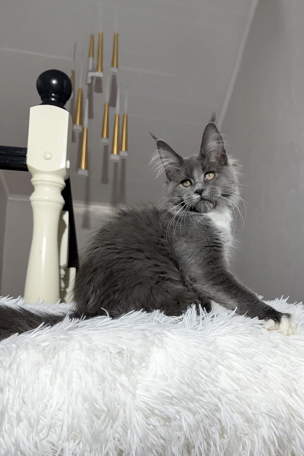4-Month-Old Maine Coon Kitten Available