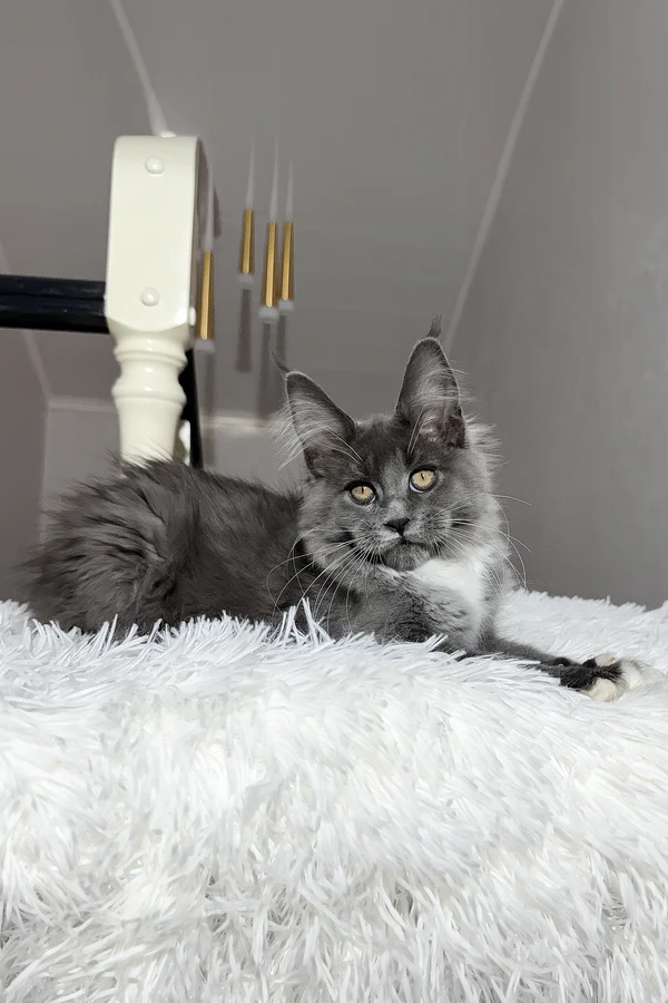 4-Month-Old Maine Coon Kitten Available