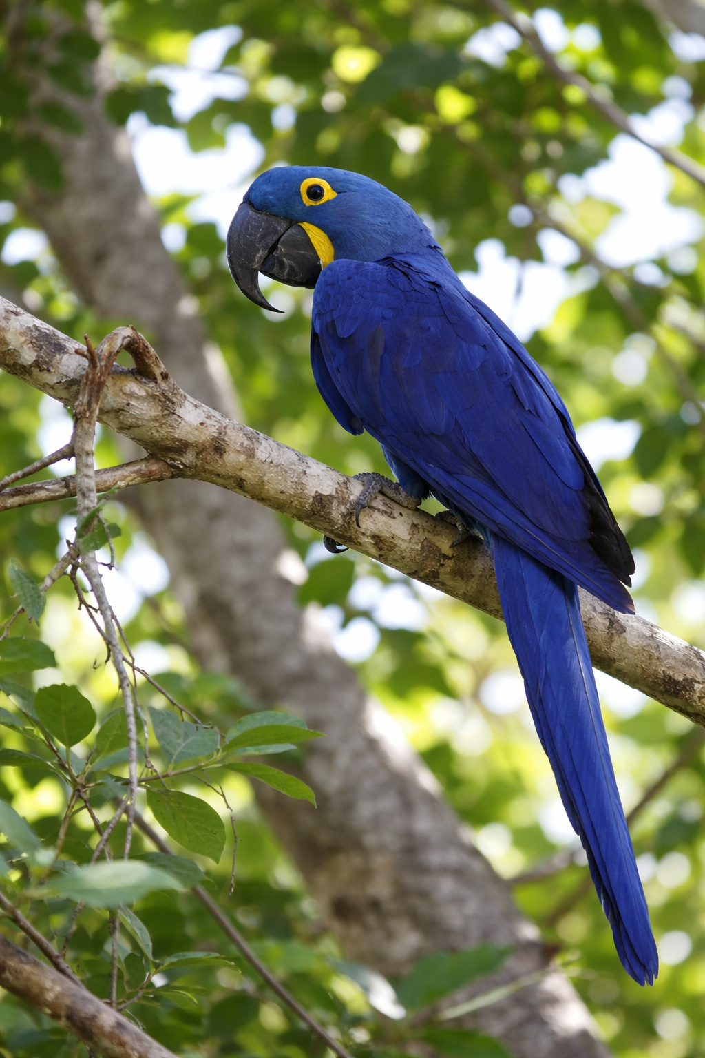 7-Month-Old Hyacinth Macaw Available for Sale