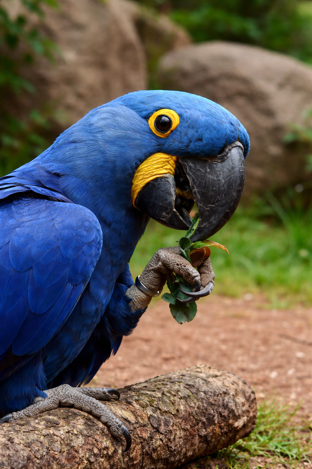 7-Month-Old Hyacinth Macaw Available for Sale