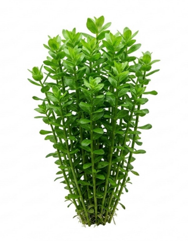 🌿 Beautiful live plants to make your aquarium look natural and vibrant.