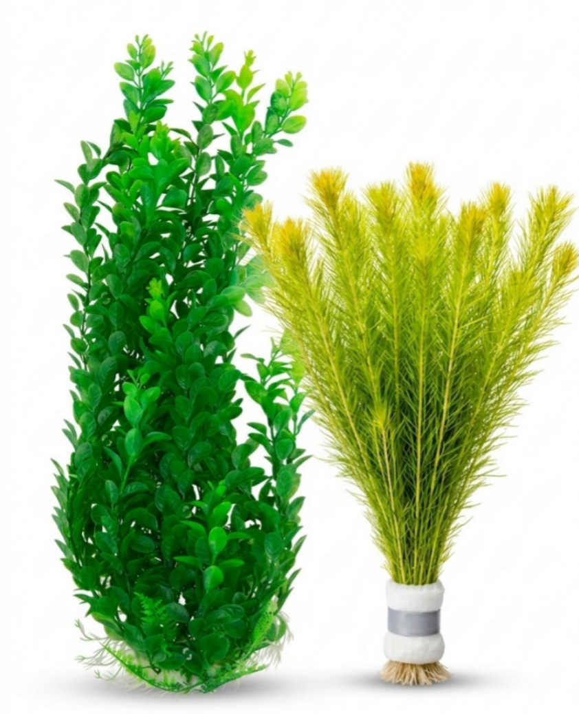 🌿 Beautiful live plants to make your aquarium look natural and vibrant.