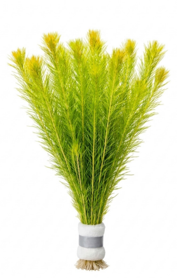 🌿 Beautiful live plants to make your aquarium look natural and vibrant.