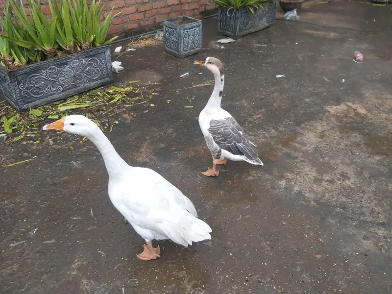 1-Year-Old Healthy Duck Pair for Sale – Bristol