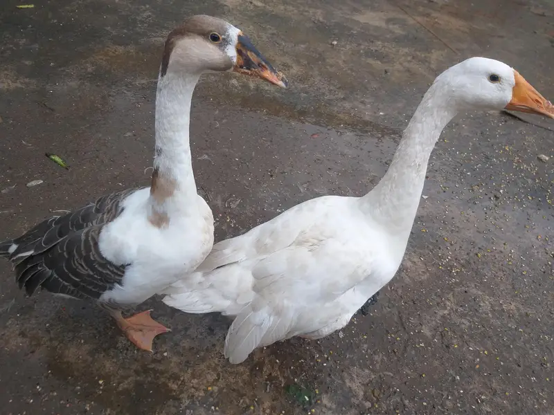 1-Year-Old Healthy Duck Pair for Sale – Bristol