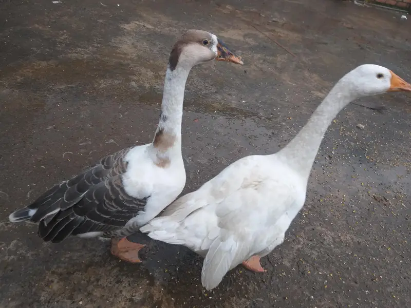 1-Year-Old Healthy Duck Pair for Sale – Bristol