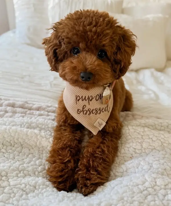 Registered Poodle Puppy – Great Family Pet