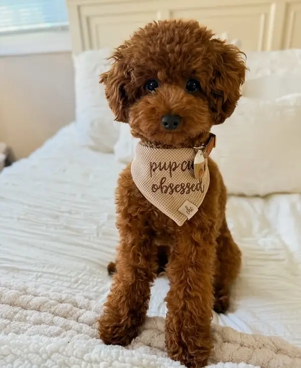 Registered Poodle Puppy – Great Family Pet