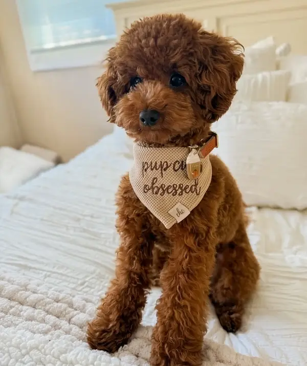 Registered Poodle Puppy – Great Family Pet