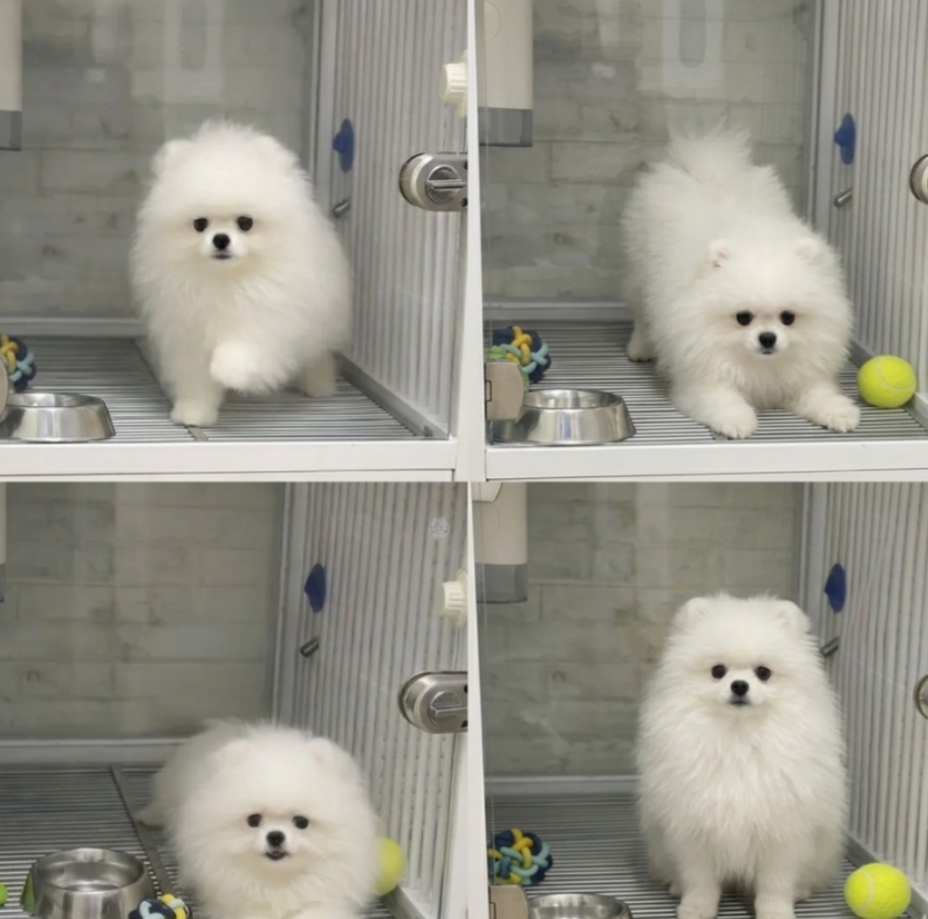 Pomeranian Puppy – Ready for Home